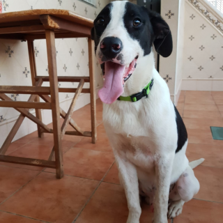 PIPO: for-adoption, dog - ., male